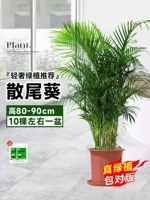 Бутик Sanota aoi High 80-90 см 10 деревьев и 10 горшок (четыре сезона хороши)