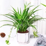 Phnom Penh wanging orchid orchid green green plant watch Комнаты Гидропонный уход за водой Очистка воздуха четыре сезона вечнозеленую гостиную лениво, чтобы поднять