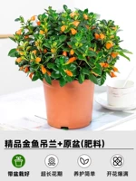 【Цветок с цветами во время цветущих