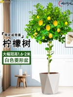 [Большая фруктовая лопающаяся корона] Белый ромбовидный горшок около 1,6-2 метра, бесплатный коричневый шелк + удобрение