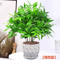 Противомоскитный бамбук и кипарис 10 шт + горшочки с леской [Горшечные растения лучше приносить без посадки] Бесплатное удобрение + керамзит