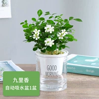 15 Гулисян + таз доброго утра + питательный раствор