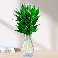 3 бамбуковых дерева Гуаньинь (прозрачные алмазные бутылки) + питательный раствор