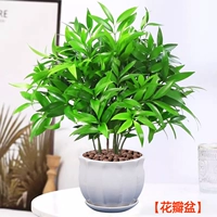 Средство от комаров бамбук и кипарис 10 шт + горшок с цветочными лепестками [лучше приносить горшечные растения без посадки] бесплатное удобрение + керамзит