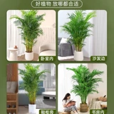 Большой кран горшок в гостиной комнаты зеленого завода Санджянфлауэр на Гавайях Фенгвей Банбук в офисе в офисе богатых кокосов в четырех сезонах