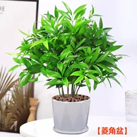 Средство от комаров бамбук и кипарис 10 шт + горшок с водяным каштаном [Горшечные растения лучше приносить без посадки] Бесплатное удобрение + керамзит