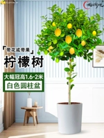 [Взрывающаяся корона больших фруктов] Белый цилиндрический горшок высотой около 1,6-2 метра, коричневый шелк на поверхности горшка + удобрение