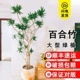 Джинсин Лили бамбук настоящий зеленый растение гостиная Большой зеленый листовый кастрюль с горшками.