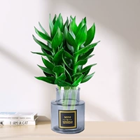 3 бамбуковых дерева Гуаньинь (открытые темные бутылки MINI) + питательный раствор