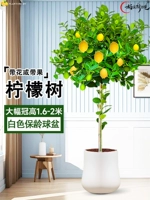 Качественная белая чаша для боулинга с большой шириной кроны около 1,6-1,8 метра, свободной коричневой шелковой поверхностью + удобрение.