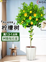 Лимонное дерево 1,5-1,7 метра (смола алмаз) поставляется с коричневым шелковым горшком + удобрение.