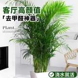 Большой кран горшок в гостиной комнаты зеленого завода Санджянфлауэр на Гавайях Фенгвей Банбук в офисе в офисе богатых кокосов в четырех сезонах