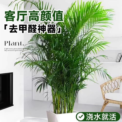 Большой кран горшок в гостиной комнаты зеленого завода Санджянфлауэр на Гавайях Фенгвей Банбук в офисе в офисе богатых кокосов в четырех сезонах