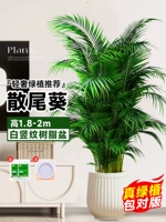 [Доставка до вашей двери] 10 высококачественных подсолнухов с рыхлыми хвостиками высотой 1,8-2 метра★Белый горшок с вертикальным рисунком + нижняя скоба★Вечнозеленые растения круглый год