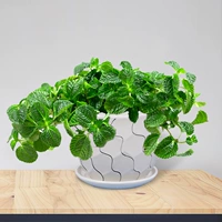 Сорняки с наркотиками (керамический бассейн с линией)