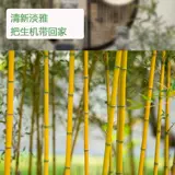 Золотые бамбуковые саженцы двор четыре сезона вечнозеленые пурпурные бамбуковые саженцы с зеленым бамбуком в северном холодном резистентном сеянке