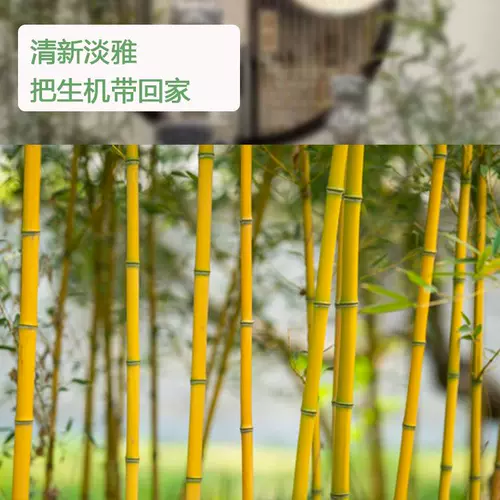 Золотые бамбуковые саженцы двор четыре сезона вечнозеленые пурпурные бамбуковые саженцы с зеленым бамбуком в северном холодном резистентном сеянке