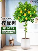 Лимонное дерево 1,4-1,5 метра (белый бассейн для боулинга) поставляется с коричневой шелковой поверхностью горшка + удобрение.