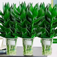 Простой чай Тегуаньинь, пластиковый питательный раствор