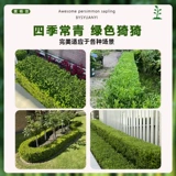 Семена с небольшим листьем, семена дыни, саженцы для шариков в боксе, саженцы сада, саженцы с однорубежным деревом, саженцы с большими листьями в боксе