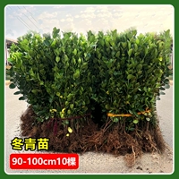 Саженцы падуба 90-1 метр (10 деревьев)