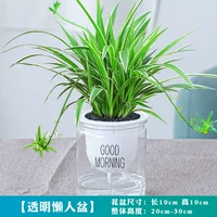 1 горшок доброго утреннего бассейна паучьей растения в золотом краю [эксклюзив для ленивых людей] + Решение питания