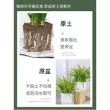 Phnom Penh wanging orchid orchid green green plant watch Комнаты Гидропонный уход за водой Очистка воздуха четыре сезона вечнозеленую гостиную лениво, чтобы поднять