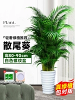 Бутик Sanota Kwai High 80-90 см 10 деревьев ★ Текмовая бассейн+отправить лоток ★ Четыре сезона вечнозеленые