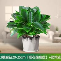 Питательный раствор, 20-25см