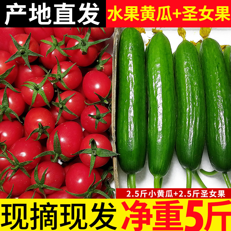 Sacred Virgin Fruits Small Cucumber 5 Cati 3 Catty Tomatoes Fresh Vegetables Cherry Small Tomato Fruit Cucumber Raw with persimmon