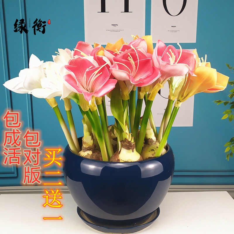 New products Dutch import heavy petals Zhu top red seed Ball Indoor Outer easy to live Four Seasons flowering plant Potted flowers 