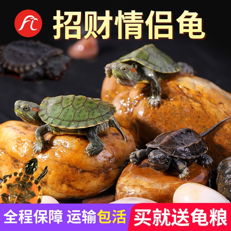 Small turtle living creature with tank snapping turtle Chinese tortoise seedling Brazilian turtle pet ink lucky flame flower turtle eggs can be hatched