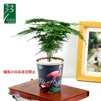 Bamboo+Fire Bird Bot