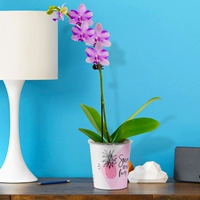 Phalaenopulos ameter+ананасовый бассейн