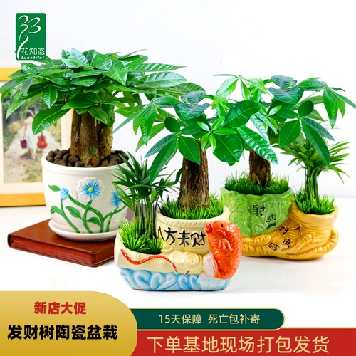 Дерево удачи Гидропонный зеленый цветок офис на рабочем столе