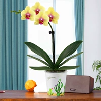 Phalaenopsis of Asahi+кактус