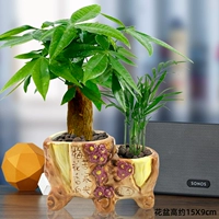 Слива Аромат (Дерево удачи+кокосовой)