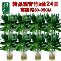 Гидропонный гуньян бамбук 8 горшков (24 кубика)