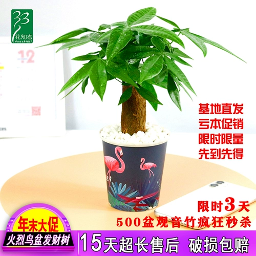 Дерево изготовления Небольшие растения зеленые растения с легкими ресторанами и гидропонным офисным зданием горшок горшок с горшками двойной магазин