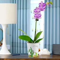 Phalaenopulos amethyst+кактус кактуса