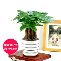 Нить керамический бассейн (три стержня деревьев удачи)