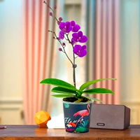 Phalaenopsis Full Sky Red+Fire Bird