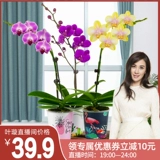 Водяной мох плюс орхидея в горшках цветочниц, цветы и стрелы.