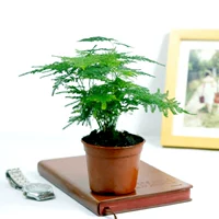 Бамбук с красным клеем