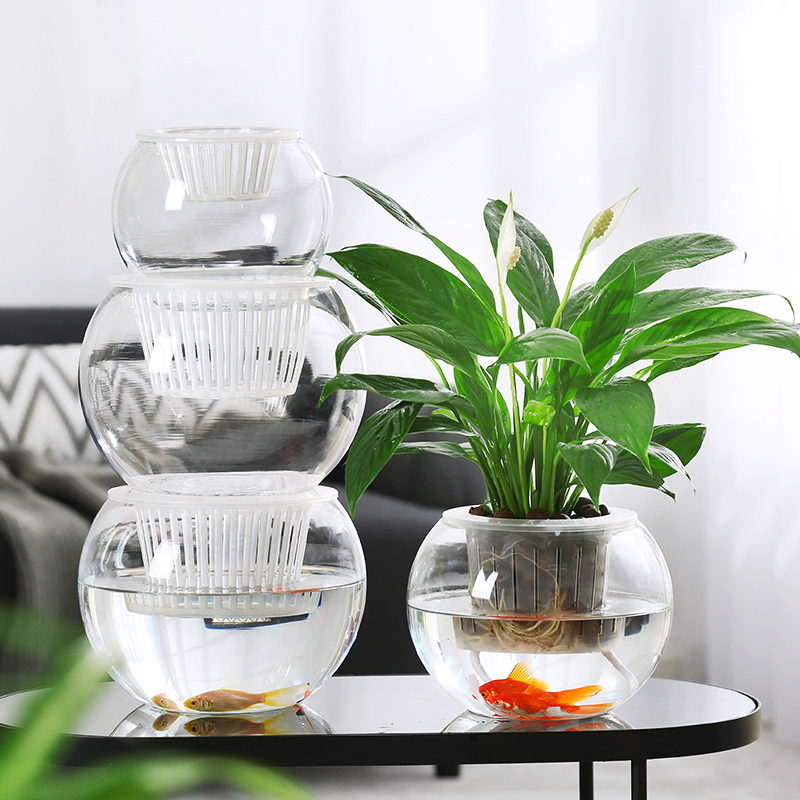Simple Modern Hydroponic Plant Glass Vase for Growing Green Plants, Flower Arrangement Vessel, Living Room Desktop Decoration Ornament Simple Modern Hydroponic Plant Glass Vase for Growing Green Plants, Flower Arrangement Vessel, Living Room Desktop Decoration Ornament
