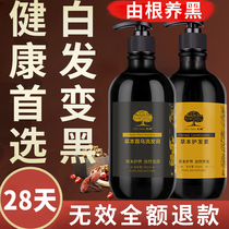 Old tree Polygonum polygonum white hair turns black hair shampoo root root turns black artifact nemesis pure plant herbal hair tonic