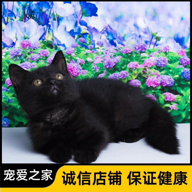 中华田园猫黑猫玄猫黑煤球猫幼崽：神秘黑猫的魅力，你准备好了吗？🐾-猫咪-淘宝好物网