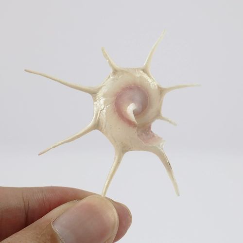 Натуральная раковина раковина длинные шипы Rarcation Редкий образец семиэтажный