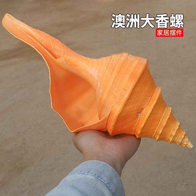 【Shell Art】Australian Conch Natural Shell Sea Snail Large Conch Horn Shell Big Sea Snail Shell Blowing Trumpet