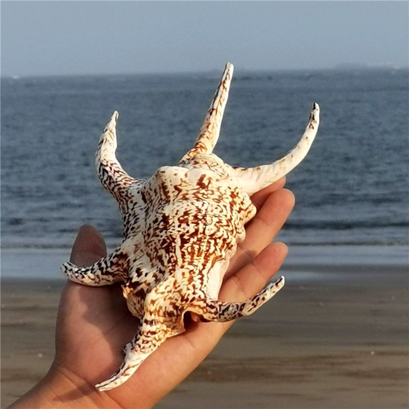 (Luo shell art) hexagonal snail natural conch shell home decoration fish tank aquarium aquarium landscape gift ornaments